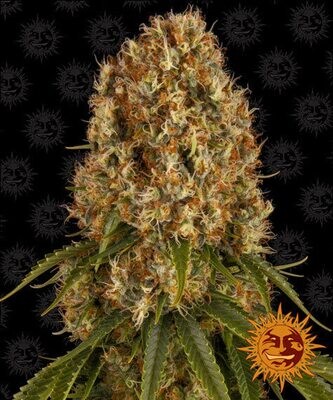 ORANGE SHERBERT