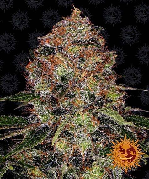 SHISKABERRY