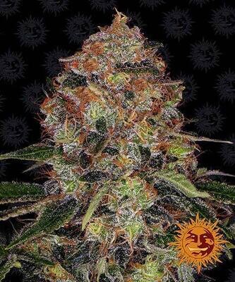 SHISKABERRY