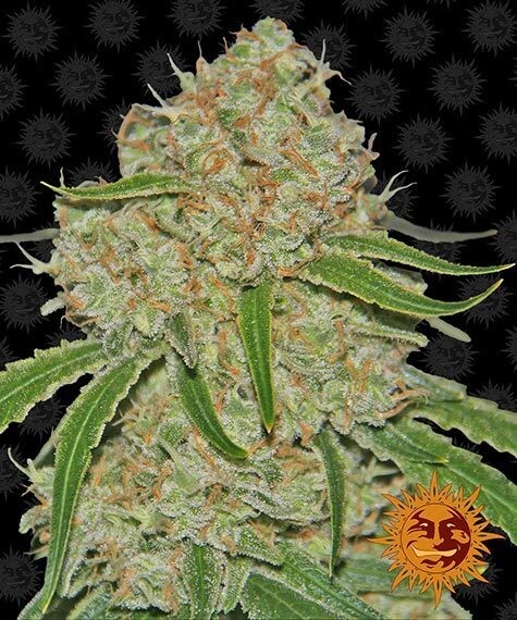 PHANTOM OG