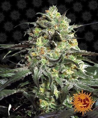 PEYOTE COOKIES