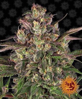 PEYOTE CRITICAL
