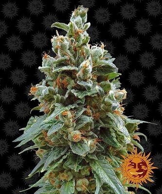 VANILLA KUSH