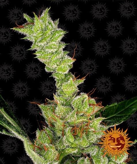 DR GRINSPOON