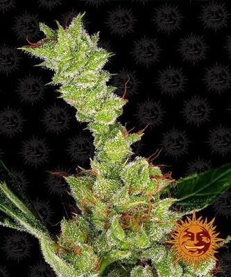 DR GRINSPOON