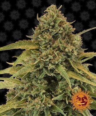 BAD AZZ KUSH
