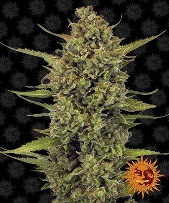 ACAPULCO GOLD