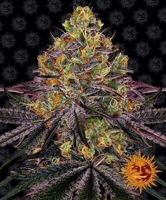 WATERMELON ZKITTLEZ