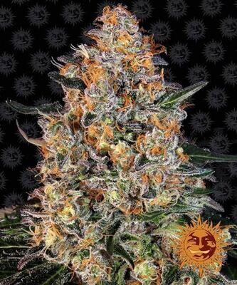 BUBBA KUSH