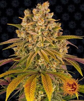LEMON TREE