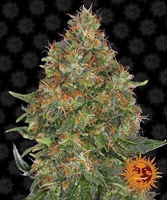 PINEAPPLE EXPRESS AUTO