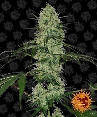 TANGERINE DREAM AUTO