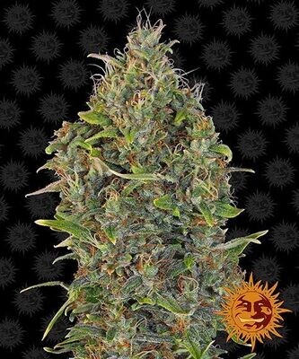 CRITICAL KUSH AUTO