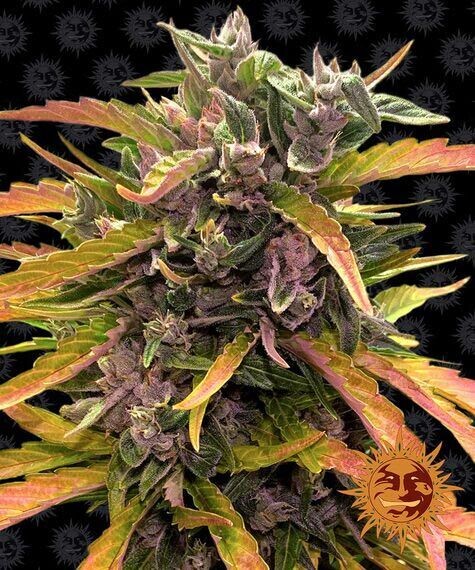 GORILLA GLUE AUTO