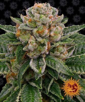 SKYWALKER OG AUTO