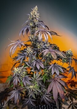 RED GORILLA GIRL XL AUTO