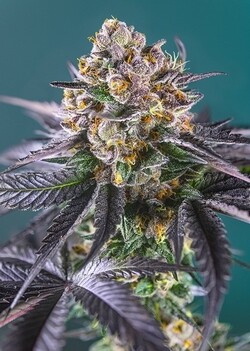 RED STRAWBERRY BANANA AUTO