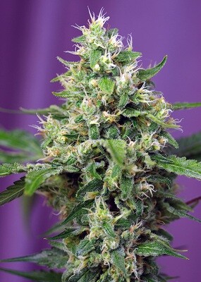 SWEET AMNESIA HAZE XL AUTO