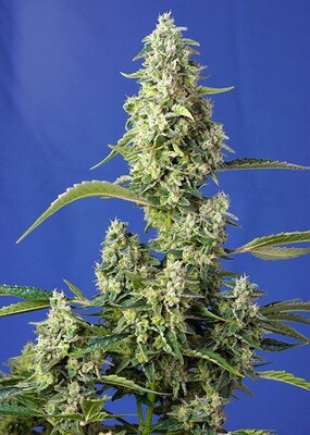 GORILLA GIRL XL AUTO