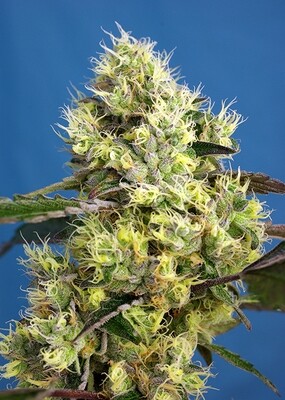 SWEET GELATO AUTO