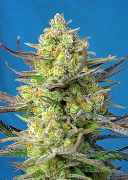SWEET CHEESE XL AUTO