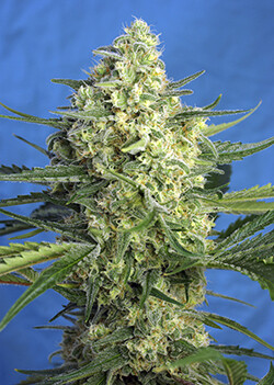 JACK 47 XL AUTO