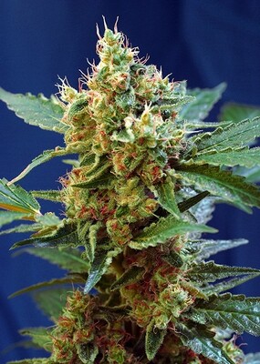 CREAM MANDARINE XL AUTO