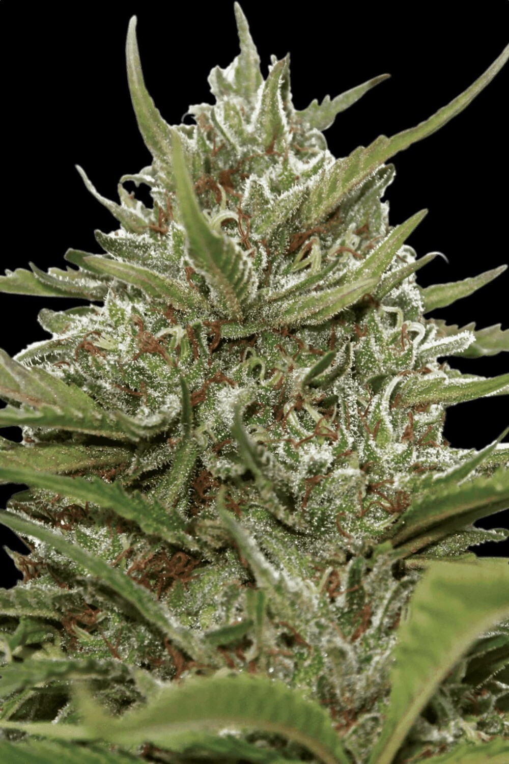 AUTO-WHITEBERRY