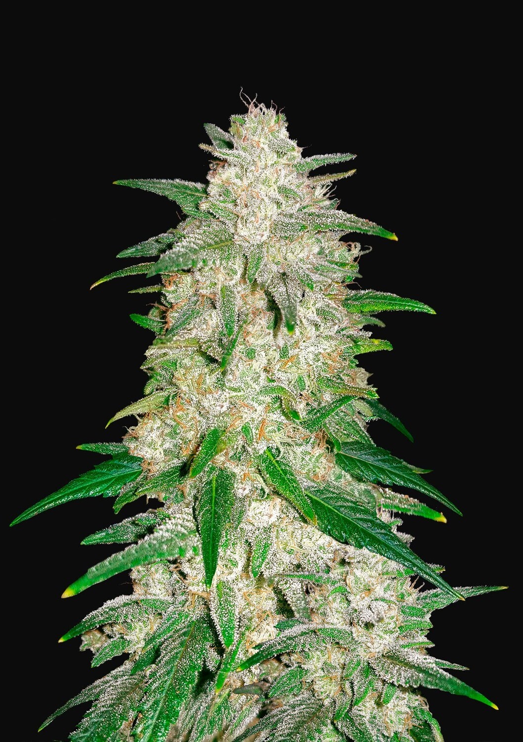 GELATO AUTO