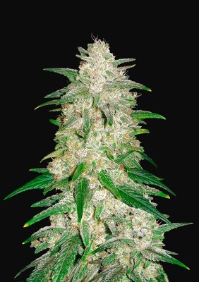 GELATO AUTO
