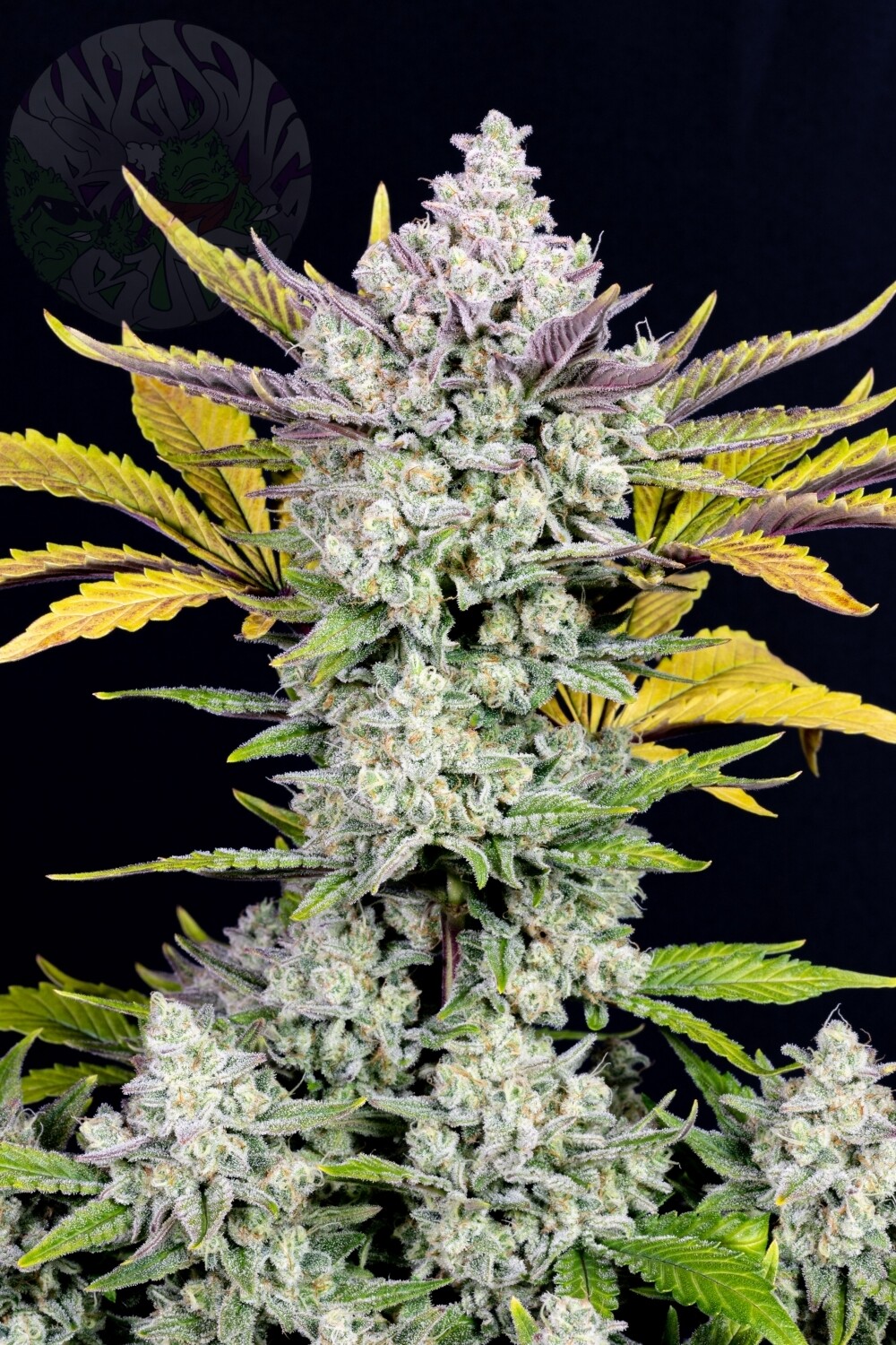 GORILLA COOKIES AUTO