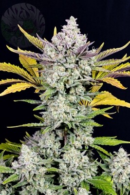 GORILLA COOKIES AUTO