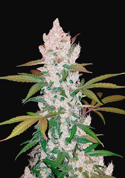 COOKIES AUTO