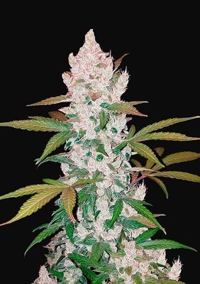 COOKIES AUTO