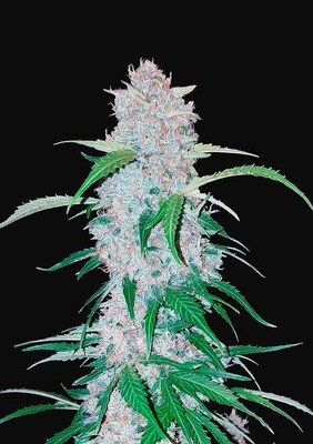 SIX SHOOTER AUTO