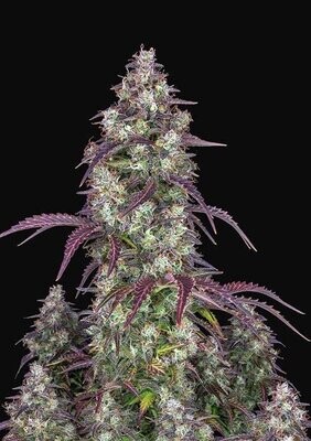 LEMON PIE AUTO