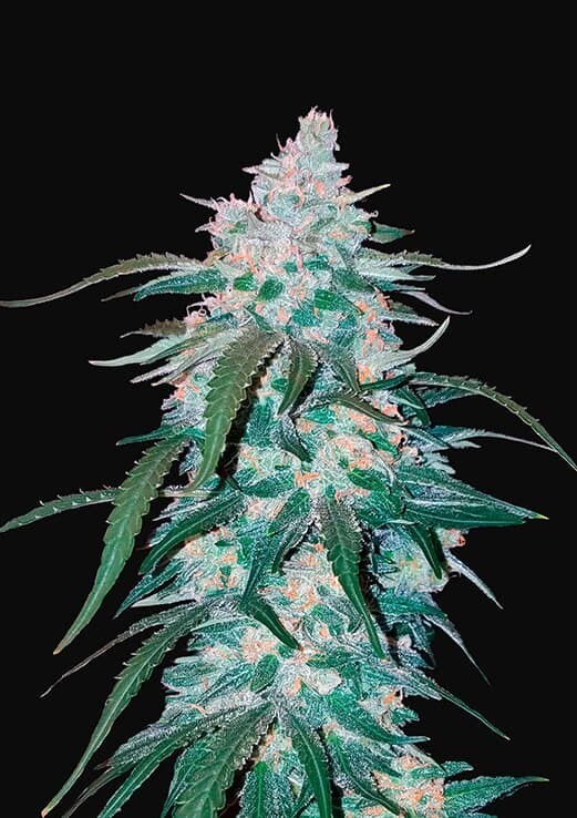 PINEAPPLE EXPRES AUTO