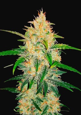ZKITTLEZ AUTO