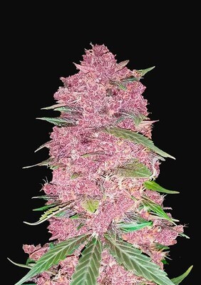 PURLPLE LEMONADE AUTO