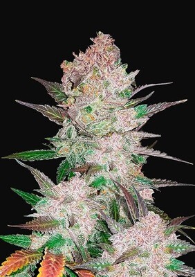 CREAM COOKIES AUTO