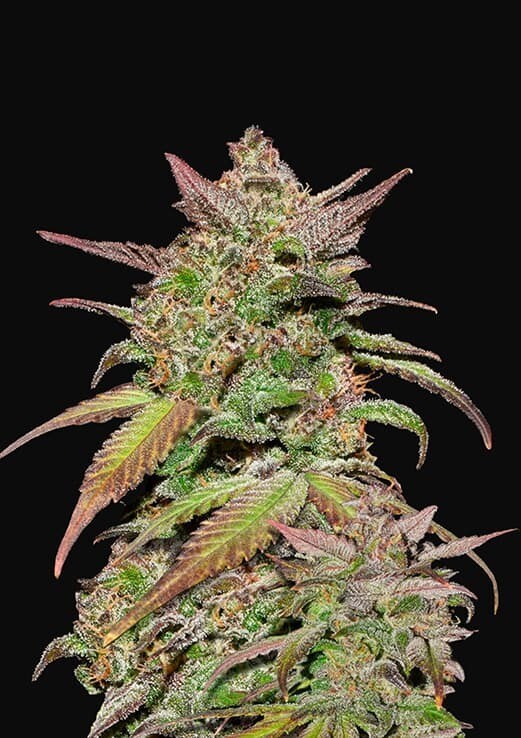 SMOOTHIE AUTO