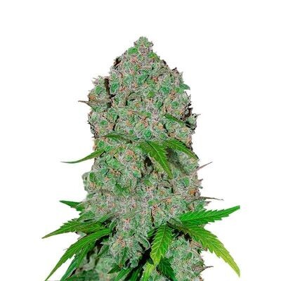 ORANGE SHERBET AUTO