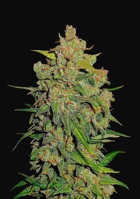 LEMON AK AUTO