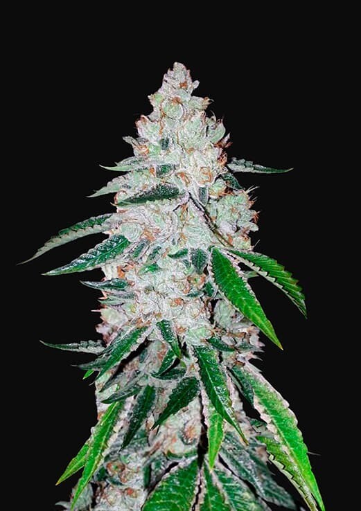WEST COAST OG AUTO