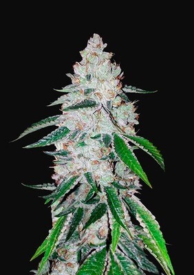 WEST COAST OG AUTO