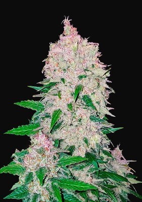 STARDAWG AUTO