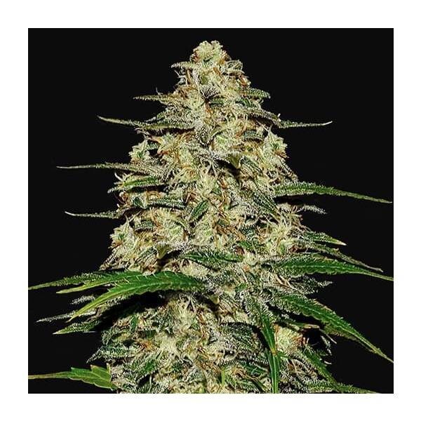 WEDDING CHEESECAKE AUTO