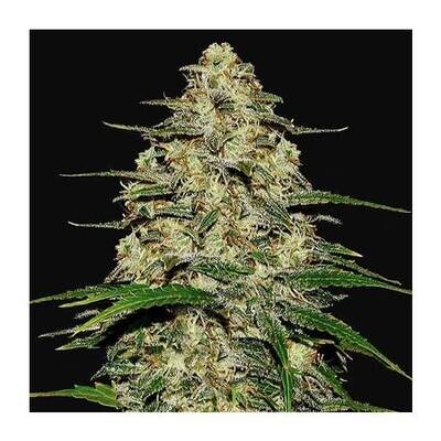 WEDDING CHEESECAKE AUTO