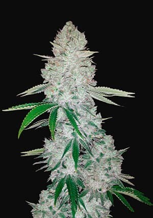 GORILLA GLUE AUTO
