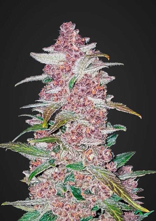 BLACKBERRY AUTO